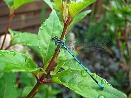 動物區(qū)系,昆蟲,蜻蜓