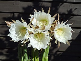 鮮花,仙人掌,白