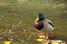 鴨,水,動(dòng)物