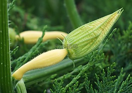 南瓜,開花,冬瓜