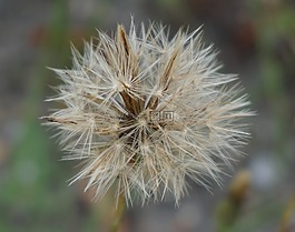 蒲公英,草地,種子