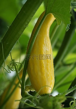南瓜,冬瓜,黃色