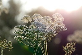 陽光,鮮花,性質(zhì)