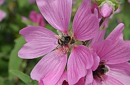 大黄蜂,bug,花粉