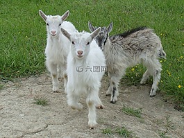 哺乳動(dòng)物,動(dòng)物,草坪