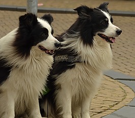 狗,邊境牧羊犬,寵物