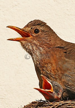 鳥,鳥類,性質(zhì)