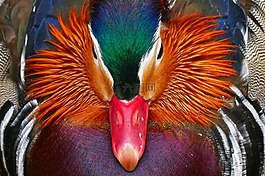 鴨,鳥,水禽