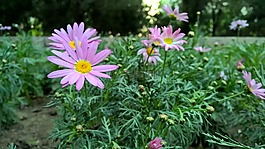 花,花朵,紫色