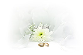 婚禮,環(huán),結(jié)婚