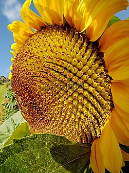 向日葵,夏天,太陽(yáng)