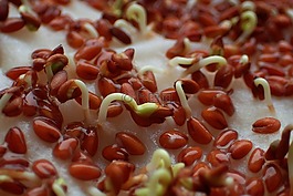 食品,健康,水芹