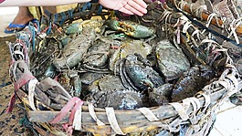 食物,蟹,非洲