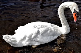天鵝,河,鳥