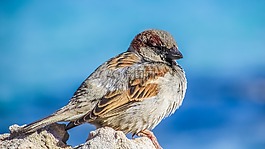 麻雀,鳥,野生動物