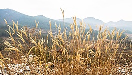 草,山水,風(fēng)景