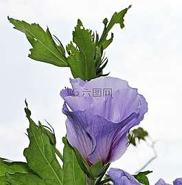 錦葵,花,開花