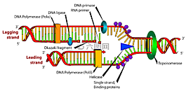 關(guān)系圖,dna,生物學(xué)