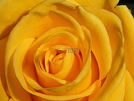 玫瑰,開花,黃色