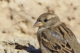 麻雀,鳥,野生動物