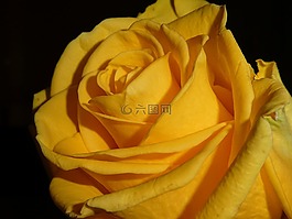 玫瑰,開花,黃色