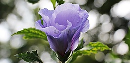 錦葵,花,開花
