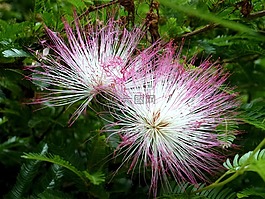 自然,植物區(qū)系,花
