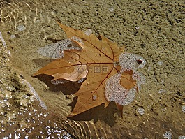 葉,水,泡沫