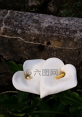花,心,白花
