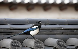 喜鵲,新增功能,屋面瓦