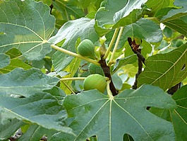 无花果树,无花果,关闭