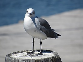 海鷗,鳥,發(fā)布
