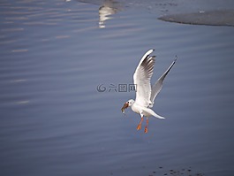 海鷗,鳥(niǎo),多瑙河