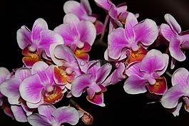 兰花,特写,粉红色的花