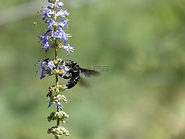 無人駕駛飛機,黑色無人駕駛飛機,xylocopa violacea