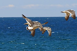 動物,天空,海