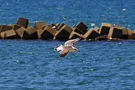 動物,海,海鷗