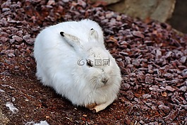 schneehase,野兔,母鹿