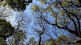 自然,森林,環(huán)境