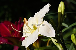 黄花菜,萱草,黄花菜植物