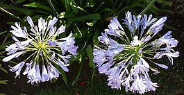 莉莉的尼罗河,agapanthus,法国
