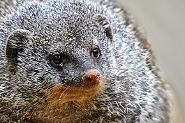 獴,動物園,哺乳動物