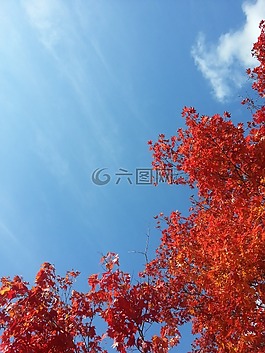 秋季,秋天的樹(shù)葉,天空