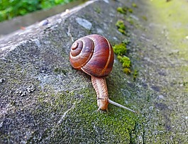 蝸牛,動物,螺旋