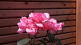 粉色,花,性質(zhì)