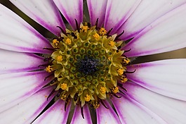 雛菊,花,開(kāi)花