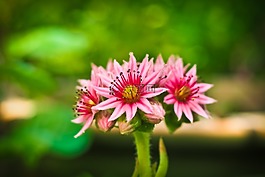 花,houseleek,開花