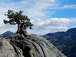 樹(shù),懸崖,自然