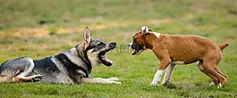 狗,播放,犬