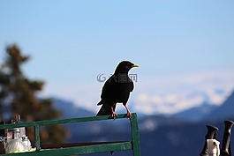 寒鴉,鳥,黑色